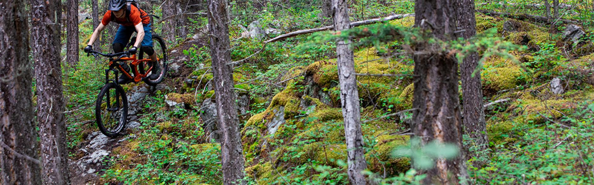 Mountain biker riding through lush green forest