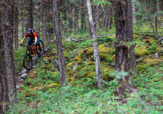 Mountain biker riding through lush green forest